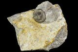Edrioasteroid On Brachiopod Shell- Ontario #110539-1